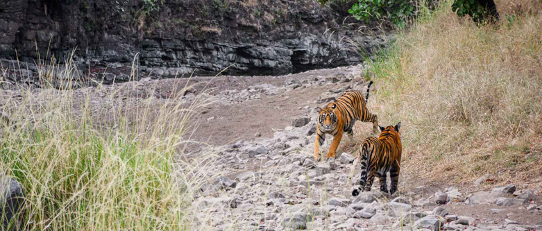 Golden Triangle Tour With Ranthambore