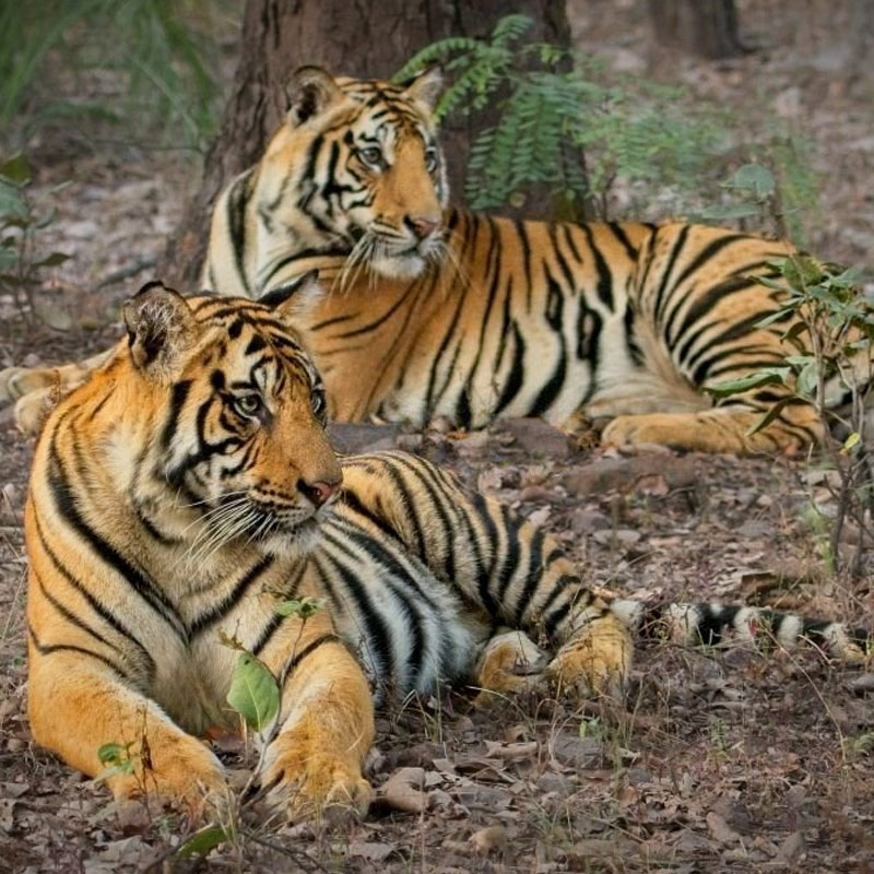 Luxury Golden Triangle Tour With Ranthambore