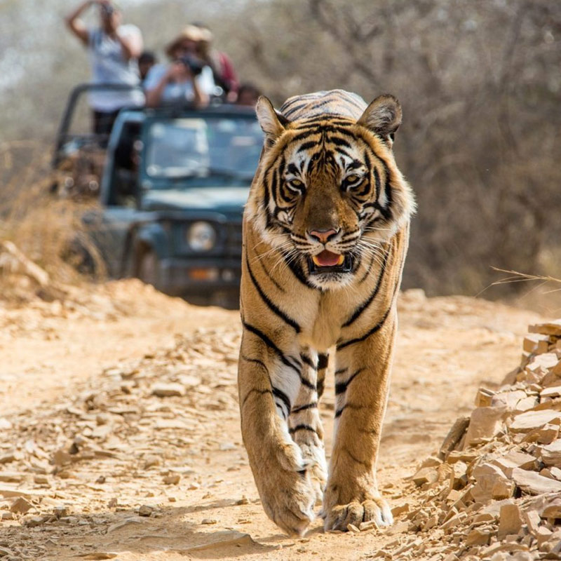 North India Wildlife Tour
